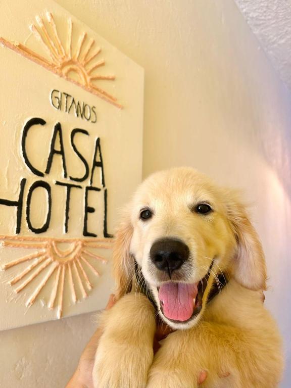 Domácí mazlíčci ubytovaní s hosty v ubytování CasaGitanos Hotel