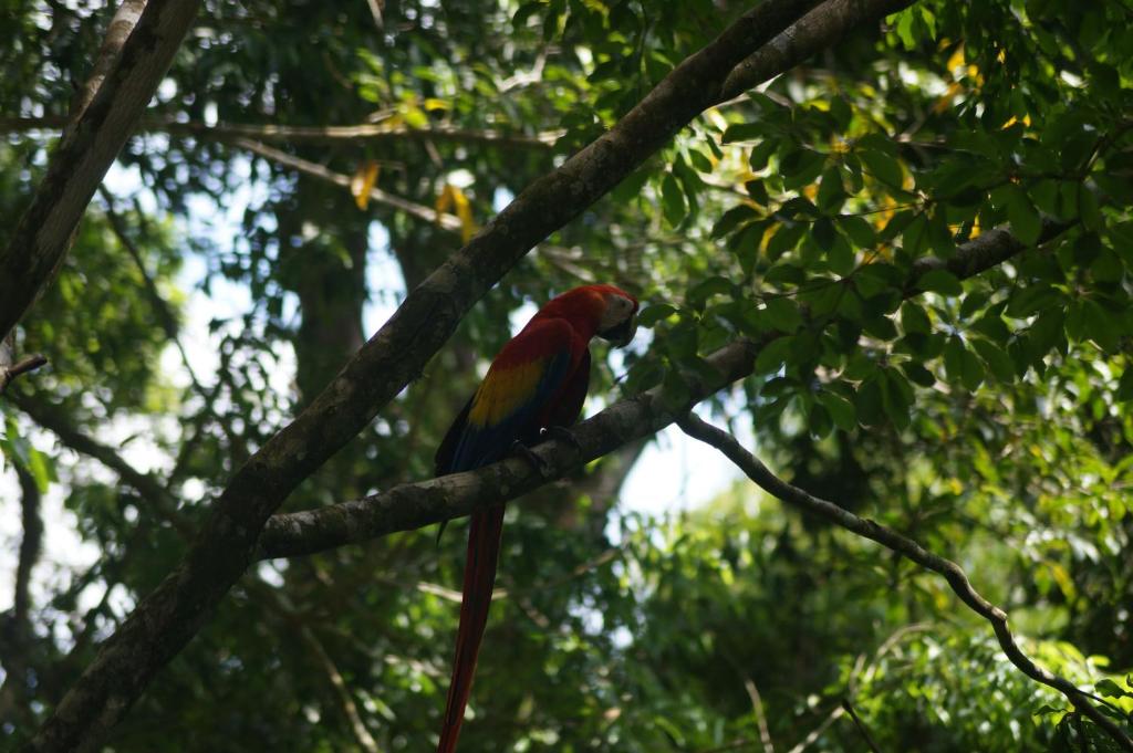 Hosté ubytování Nature Lovers Quepos