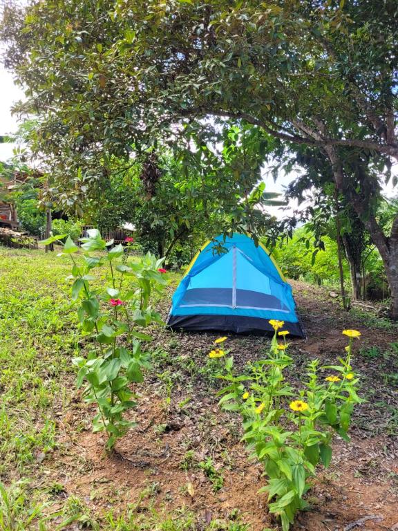 a blue tent on the ground under a tree at Nosso Quintal Candeias - Camping in Conceição do Mato Dentro
