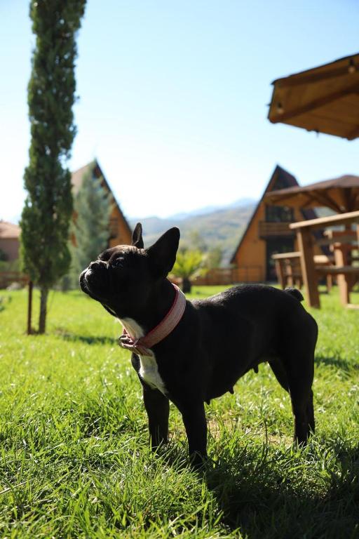 Domácí mazlíčci ubytovaní s hosty v ubytování Sancho Farm Albania