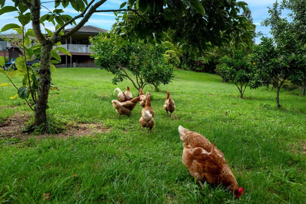 Rotorua Family Retreat Hamurana 10000sqm Lawn - Resim 32