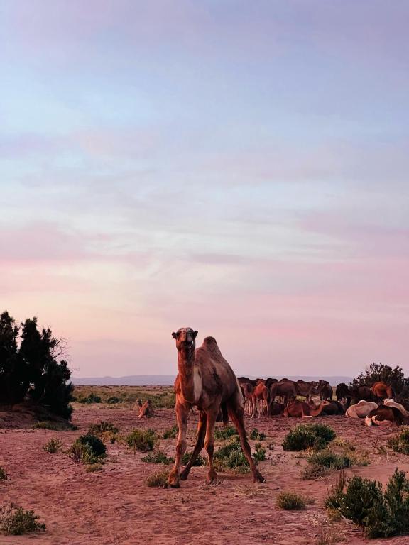 Altri animali domestici presso l'ostello o nei dintorni