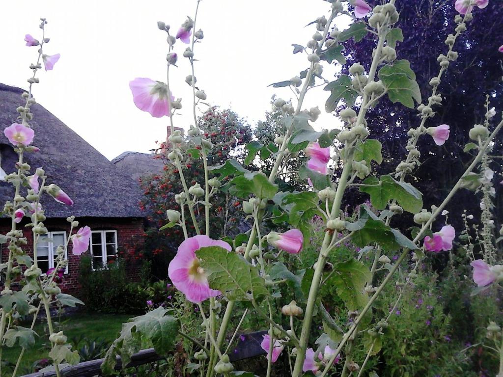a garden with pink flowers in front of a house at Friesenhaus am Meer in Dagebüll