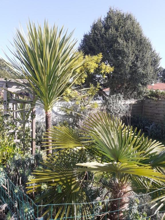 un jardin planté de palmiers et d'autres plantes dans l'établissement Villa Les Palmiers, à Saint-Jean-de-Monts