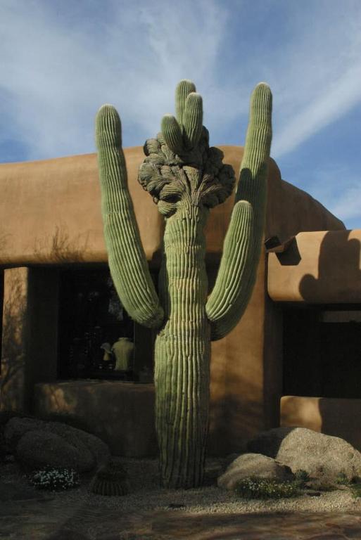 Fotografie z fotogalerie ubytování Bposhtels Scottsdale in Arizona v destinaci Scottsdale