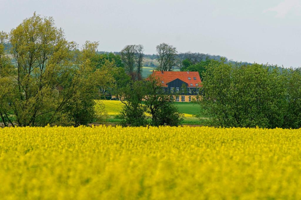 a yellow rapeseed field with a house in the background at Landhaus Heidekrug in Hildesheim