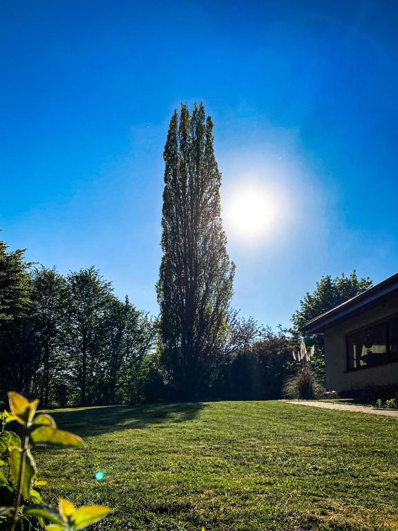 a tree in the middle of a grassy yard at Villa Münchweiler in Münchweiler Rodalb