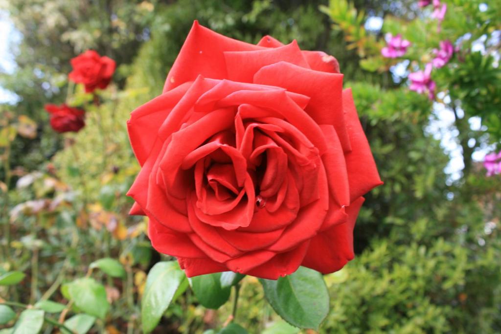 Arcadian Motel - Resim 17