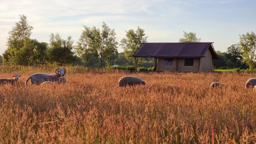 a herd of sheep grazing in a field of tall grass at Luxury Safari Tent near Veluwe in Klarenbeek