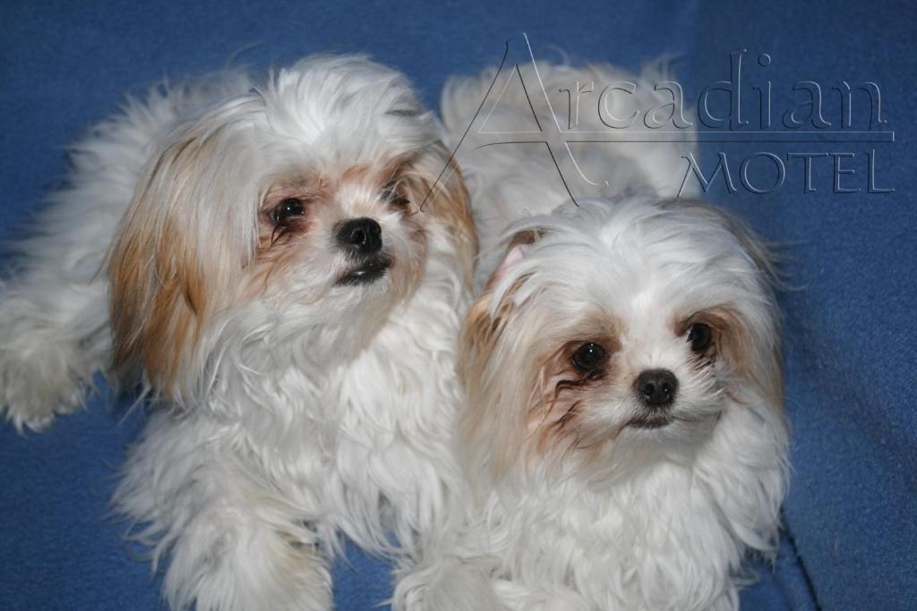 Arcadian Motel - Resim 35