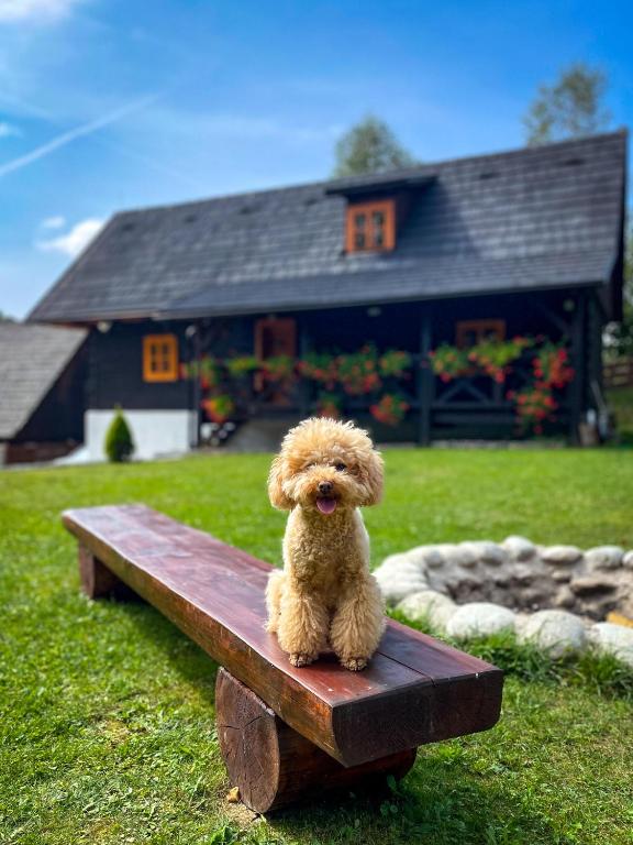 a small brown dog sitting on a wooden bench at Traditional deer Cabin with Sauna - Chata Srňacie in Dolný Kubín