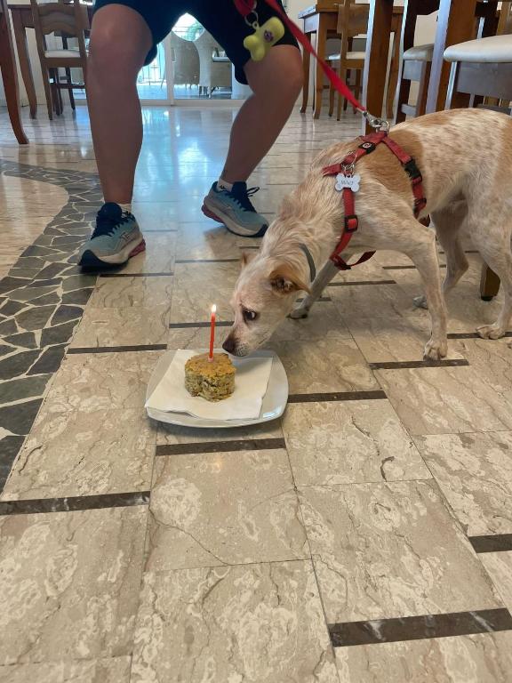 Domácí mazlíčci ubytovaní s hosty v ubytování Pet Hotel Virginia - Hotel per cani