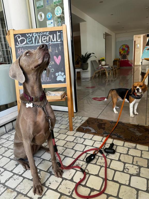 Domácí mazlíčci ubytovaní s hosty v ubytování Pet Hotel Virginia - Hotel per cani