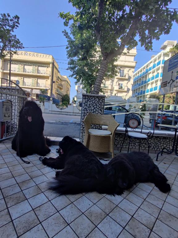 Domácí mazlíčci ubytovaní s hosty v ubytování Pet Hotel Virginia - Hotel per cani
