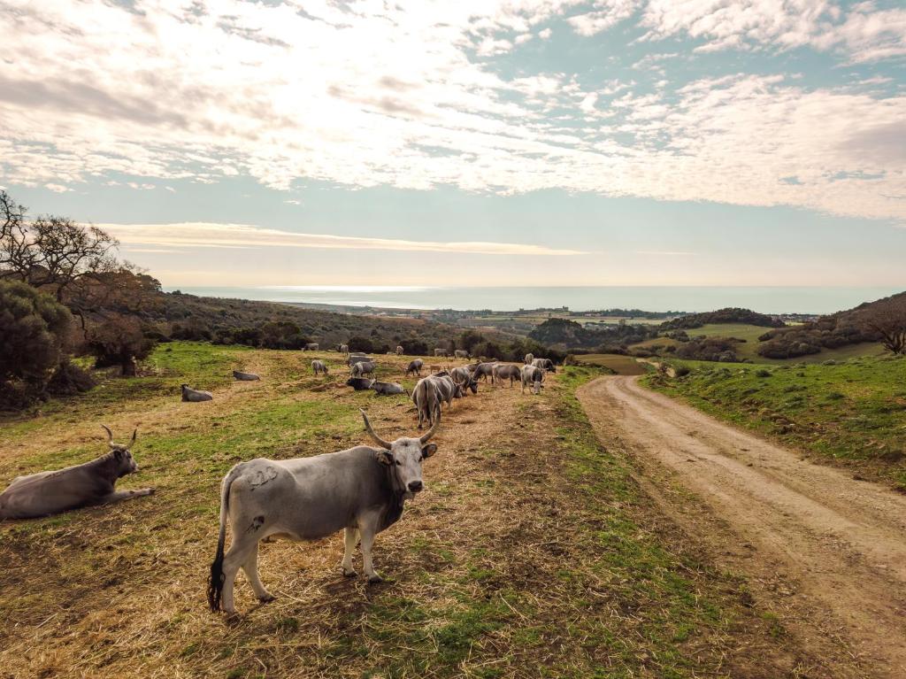 a herd of cattle walking down a dirt road at Agriturismo Morani in Santa Severa