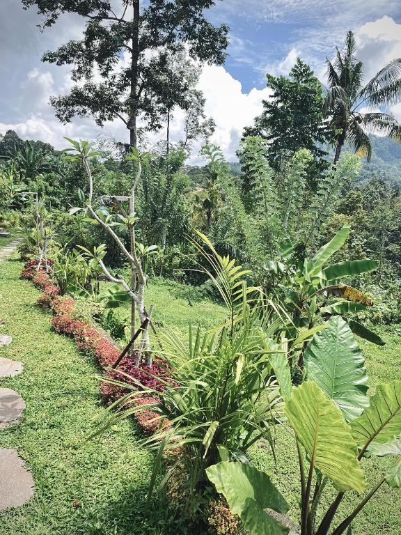 Zahrada ubytování Papahan Bali