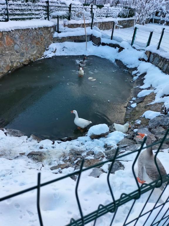 Iznik Candarlı Ciftligi v zimě