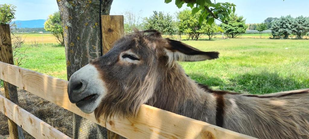 Zvířata v prázdninového domu nebo okolí