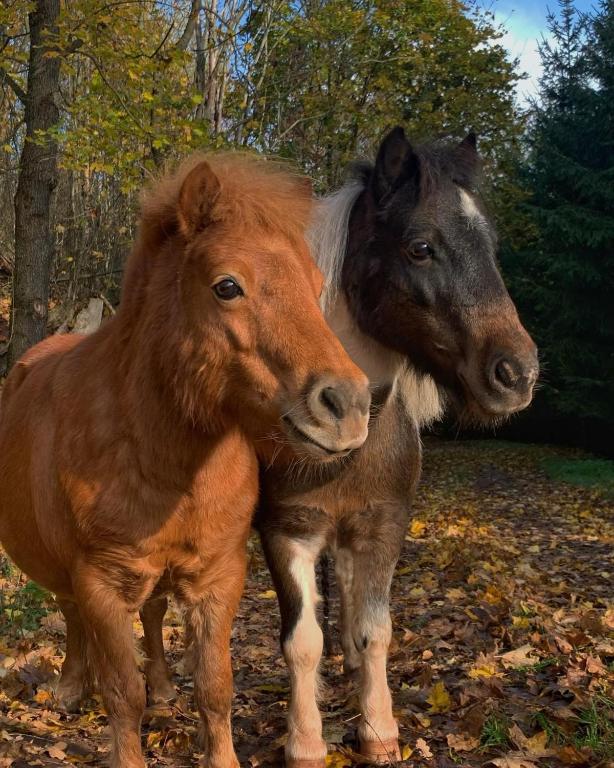 Zvířata v penzionu nebo okolí