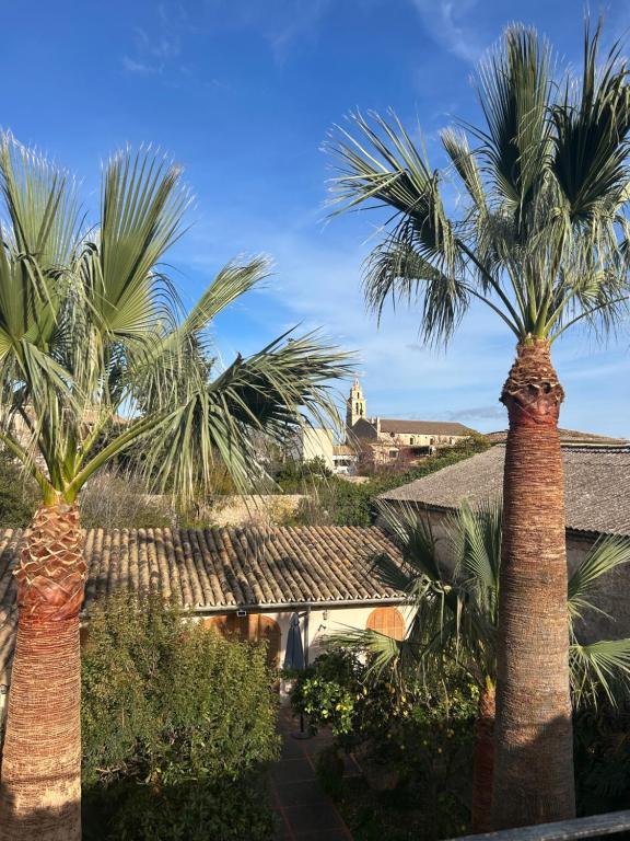 a group of palm trees in front of a house at Ca na Vilaneta in Caimari