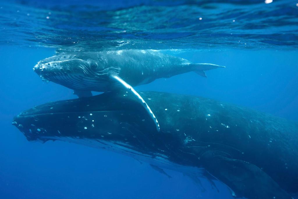 a couple of dolphins swimming in the water at Reef Resort Vava'u in Utungake