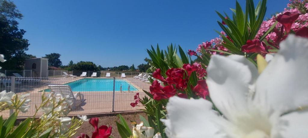 - une vue sur la piscine avec des fleurs au premier plan dans l'établissement Villa 