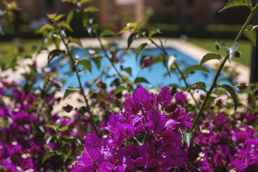 A garden outside Floridamar