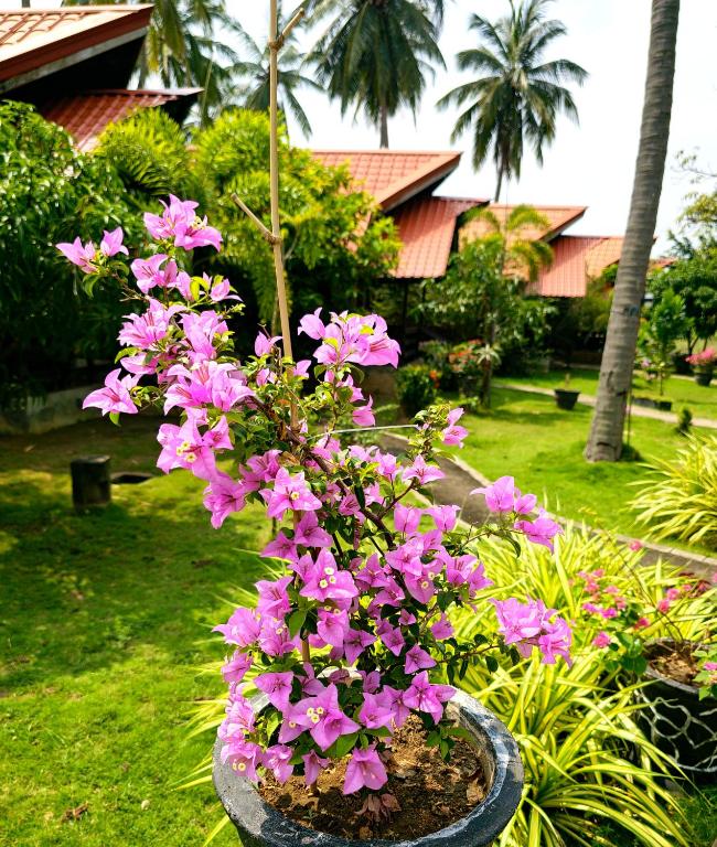 Zahrada ubytování Cocolagoon eco Resort Nilaveli