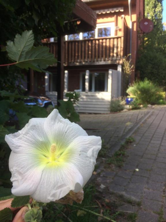Zahrada ubytování Dock 54