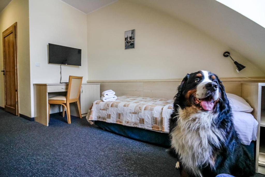 a dog sitting in a bedroom with a bed at Hotel Galion in Gdańsk