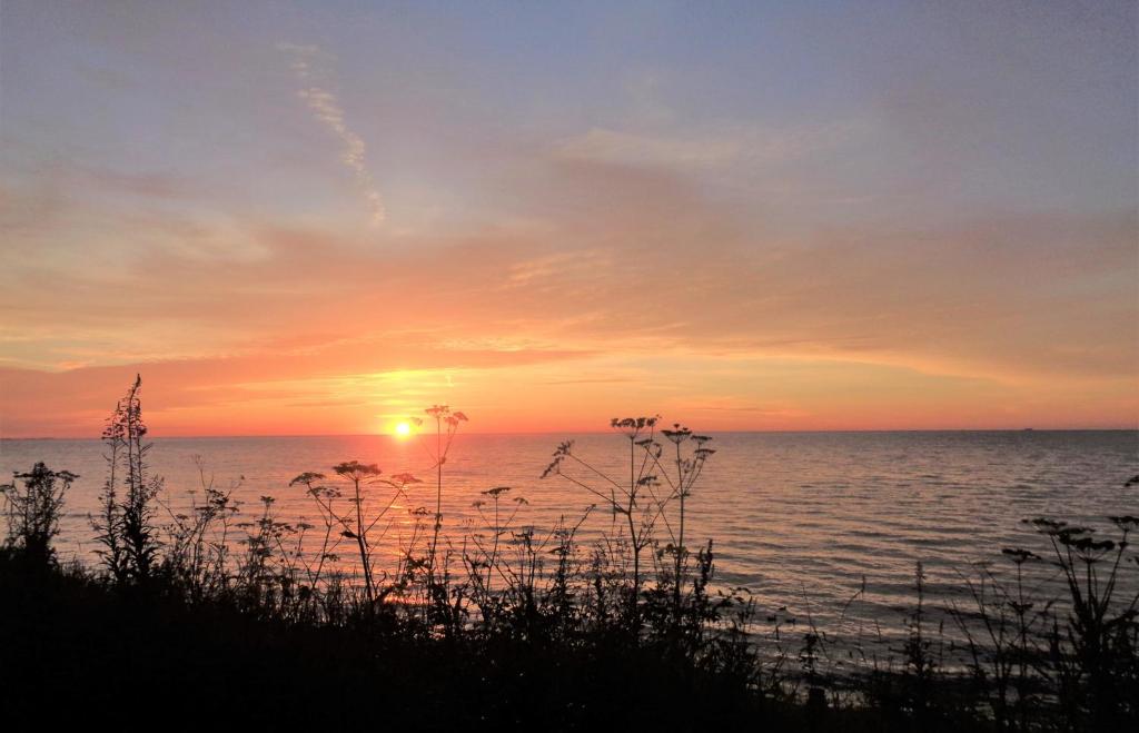 a sunset over the water with weeds in the foreground at Strandhus Mira in Dahme
