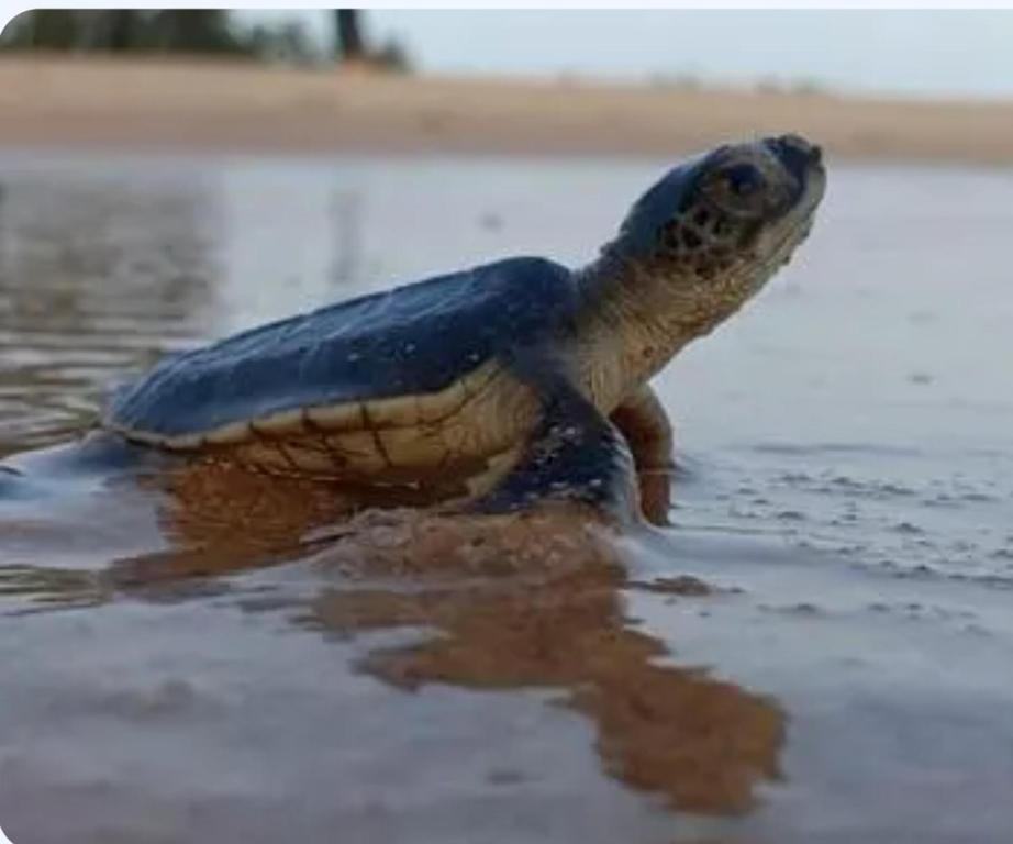 Zvířata v vily nebo okolí