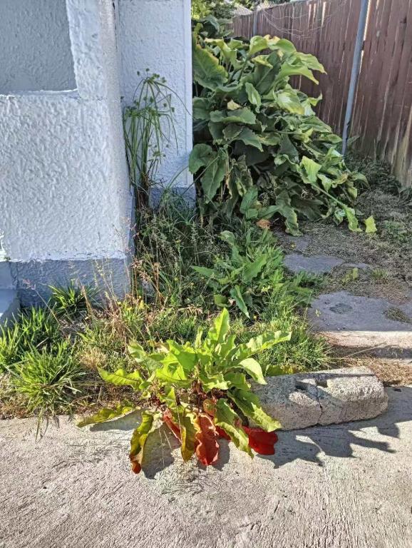 5 Beds including 3 Double Beds and 1 Double or 2 Single Sofa Beds at 22A Pererika Street - Resim 13