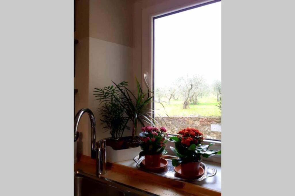a kitchen counter with two potted plants and a window at Allie's flat in Antella