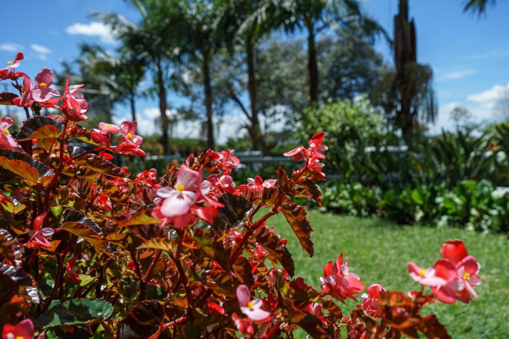 Zahrada ubytování Finca Hotel 12 Palmas- Aeropuerto JMC