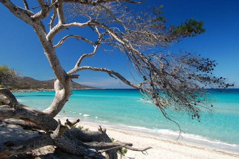 Photo de la galerie de l'établissement U Paradisu Saleccia, à Santo-Pietro-di-Tenda