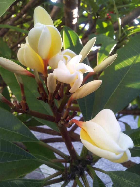 Kerikeri Court Motel - Resim 19