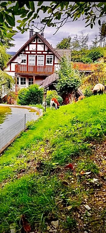 a house on a hill with animals grazing in the grass at Ferienwohnung Dörnberg erleben mit Tiere bei Winterberg in Bestwig
