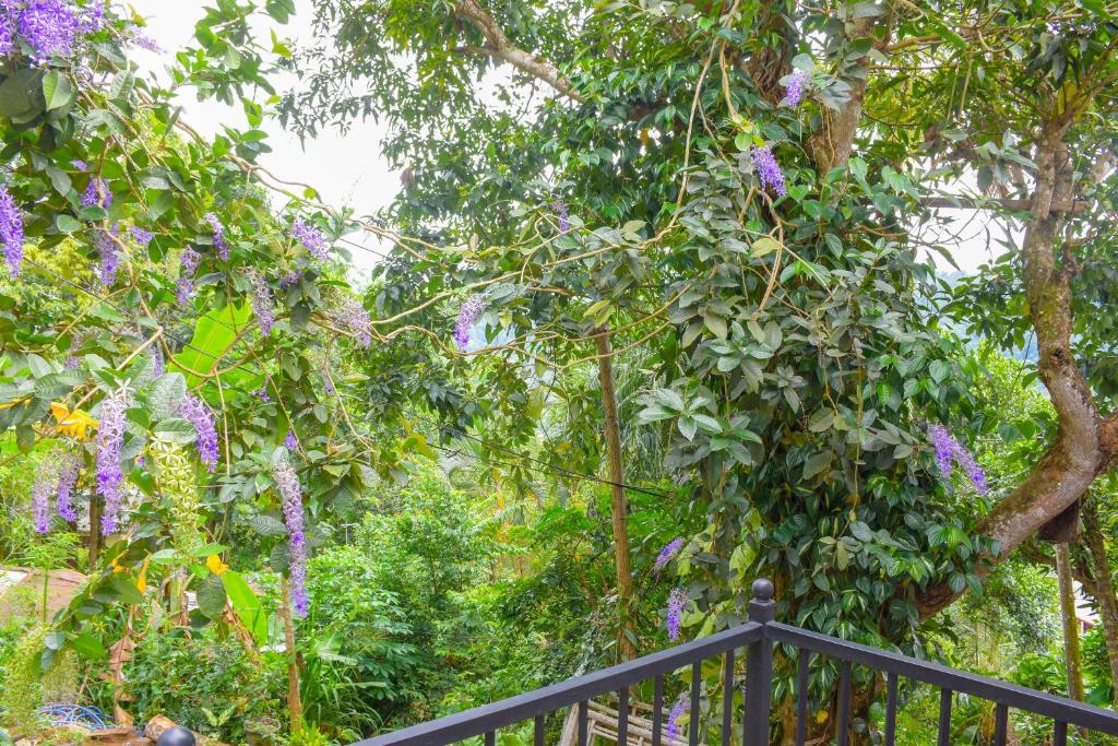 Zahrada ubytování Tedro home stay