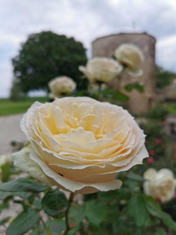 a close up of a white rose in a garden at Maison la tour in Néré