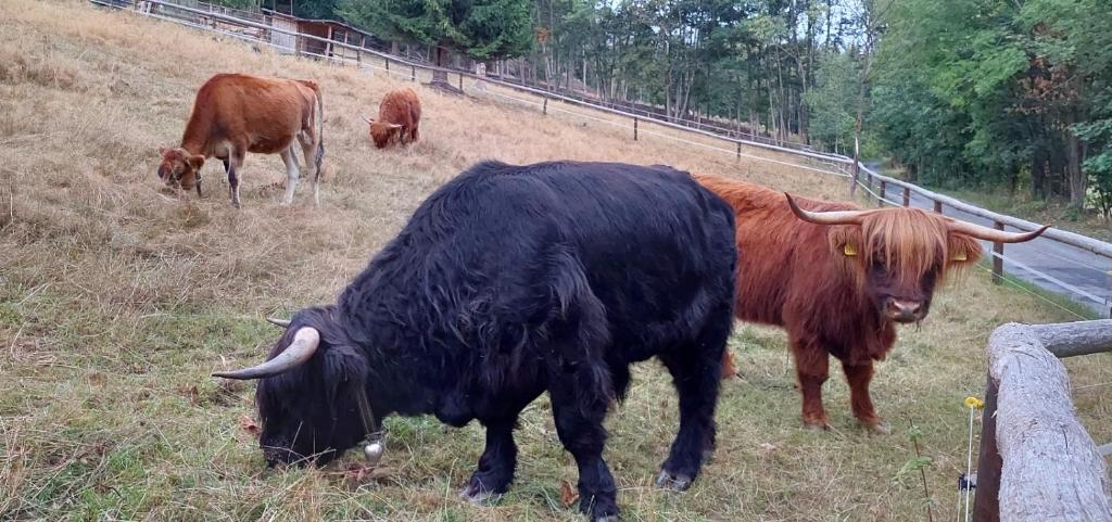Zvířata v apartmánu nebo okolí