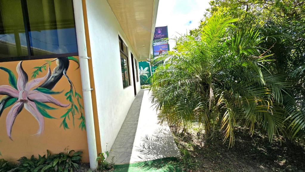 Zahrada ubytování Hostel Cattleya - Monteverde, Costa Rica