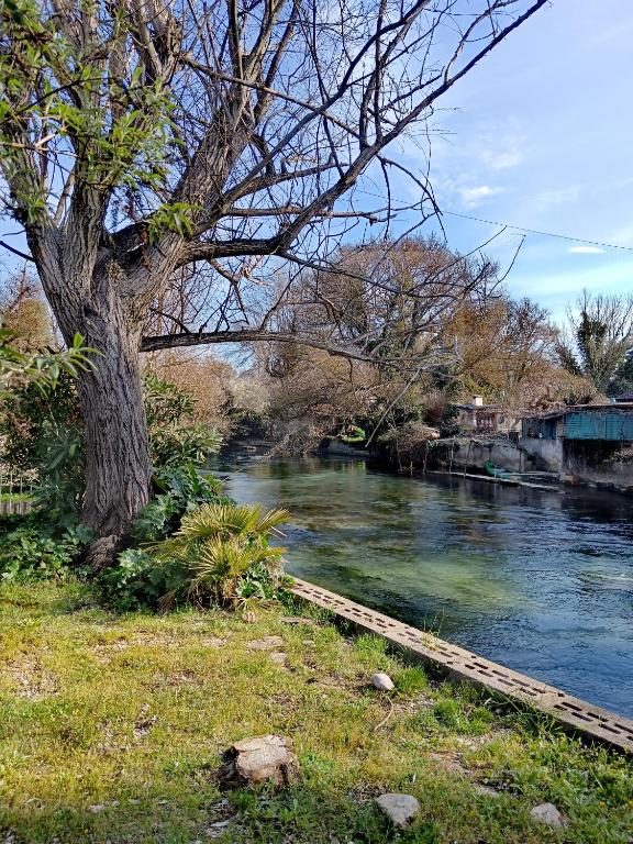 un arbre assis à côté d'une rivière à côté d'un arbre dans l'établissement Gîte Odonate, à LʼIsle-sur-la-Sorgue