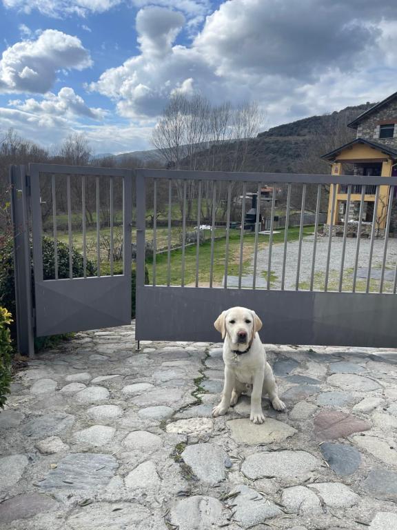 Domácí mazlíčci ubytovaní s hosty v ubytování El Jardí Casa rural ideal para familias y grupos