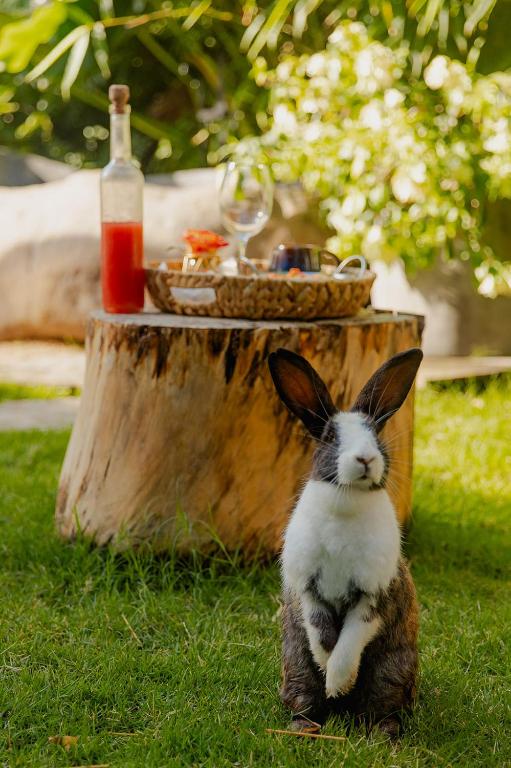 Domácí mazlíčci ubytovaní s hosty v ubytování Green Land Bubble Glamping By Mint