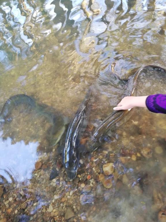 Old Mountain Road Retreat - Resim 18