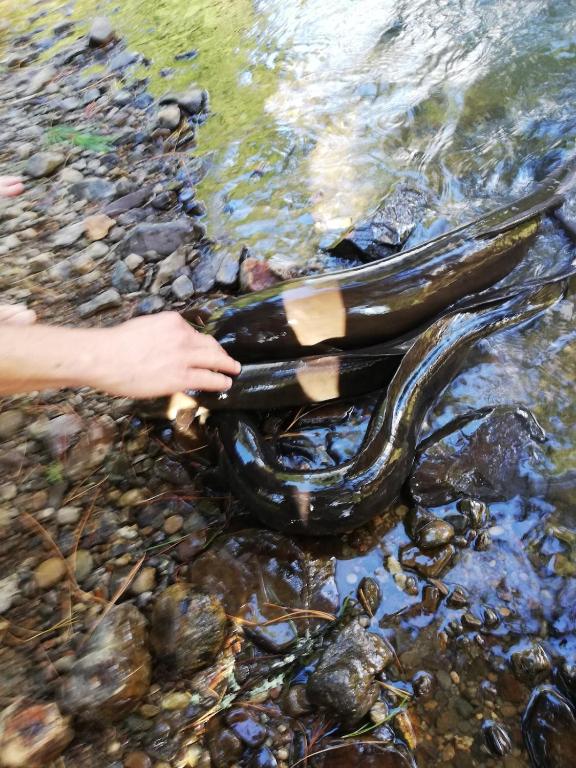 Old Mountain Road Retreat - Resim 33