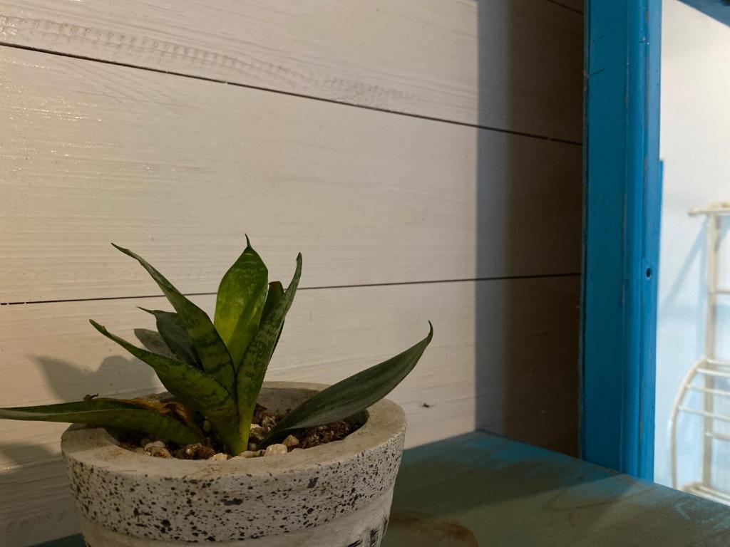 Fotografie z fotogalerie ubytování Mahaon surf hotel v destinaci Weligama