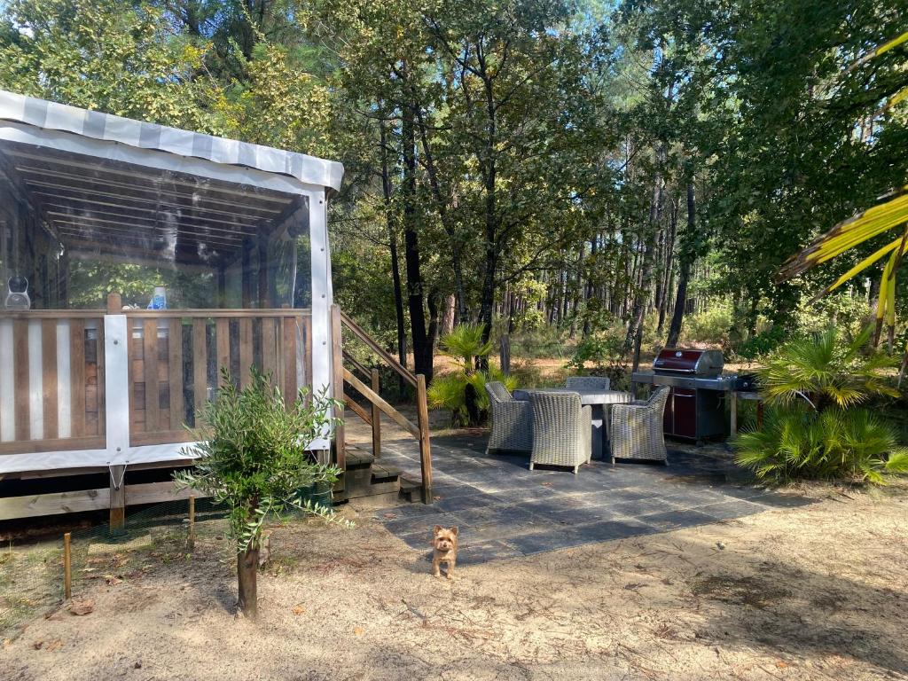un chien debout dans une cour à côté d'une maison dans l'établissement MH 007 ELITE 3 chambres dont suite parentale et 2 salles de bain sur magnifique parcelle dans camping 4 étoiles, à Saint-Julien-en-Born