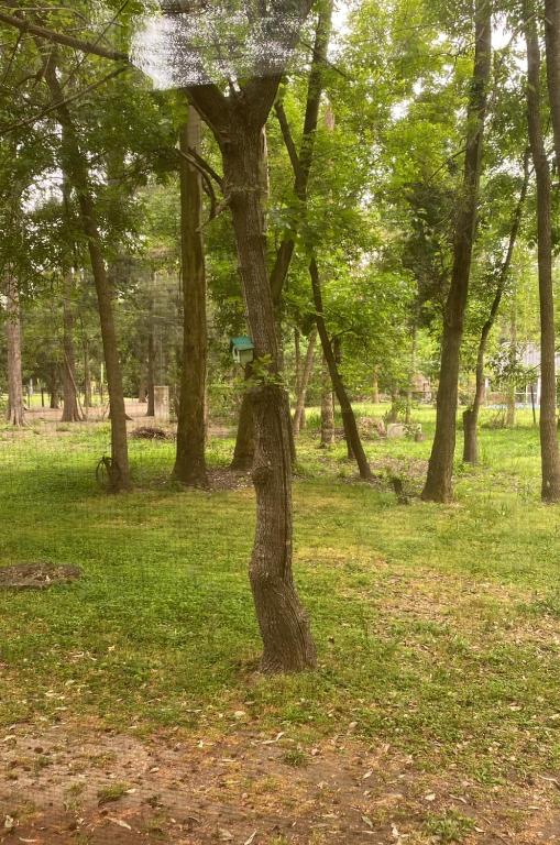 Descanso en el Bosque